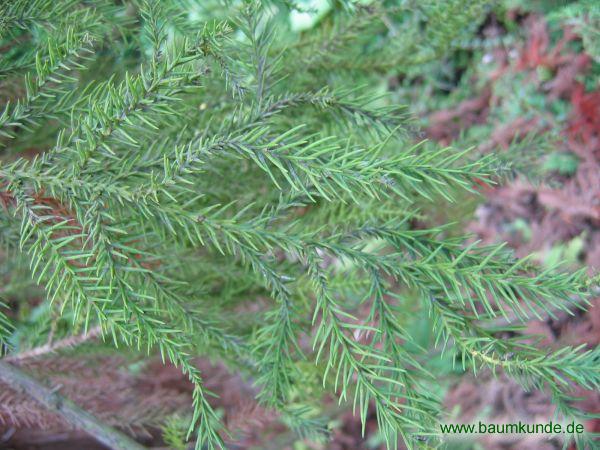 Sicheltanne / Cryptomeria japonica / Zweig Familie: Cupressaceae