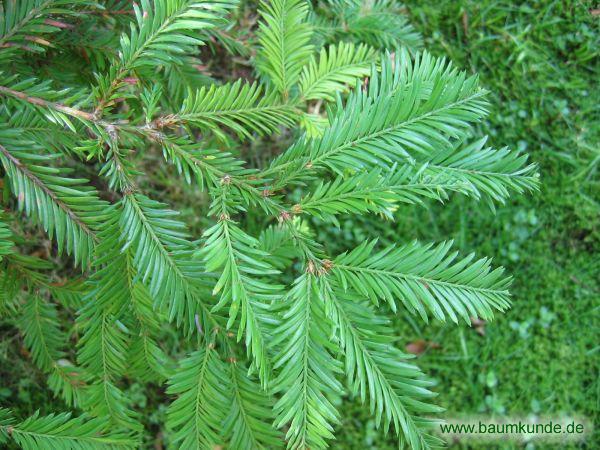 Küsten-Mammutbaum / Sequoia sempervirens / Zweig Familie: Cupressaceae