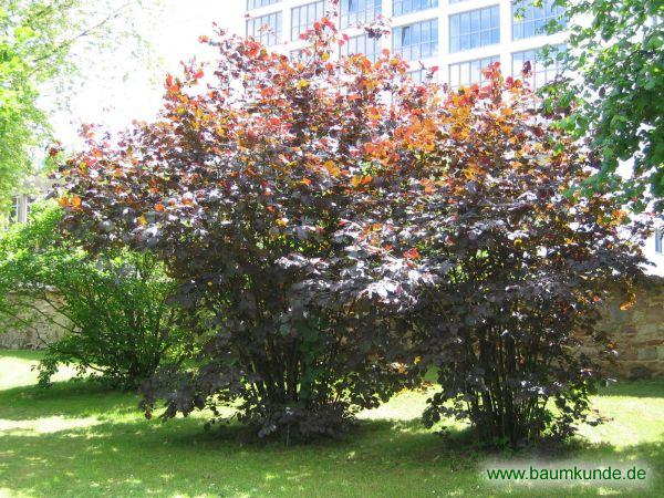 Lamberts-Hasel / Corylus maxima / Habitus Familie: Betulaceae