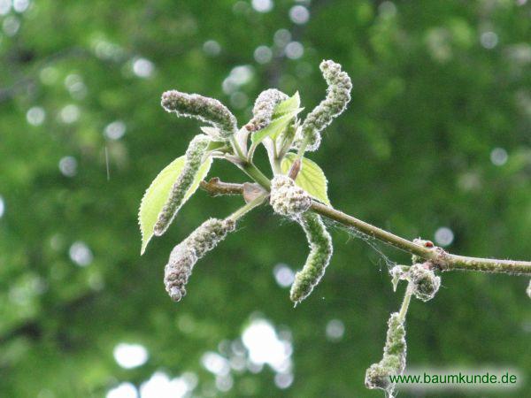 Papiermaulbeerbaum / Broussonetia papyrifera / männliche Blüten Familie: Moraceae