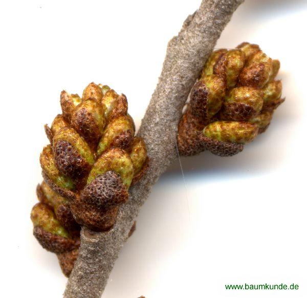 Sanddorn / Hippophae rhamnoides / Blattknospen Familie: Elaeagnaceae