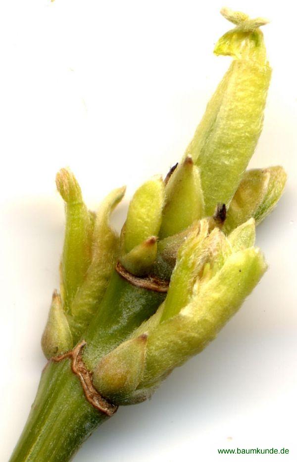 Eschen-Ahorn / Acer negundo / Blütenknospe Familie: Sapindaceae