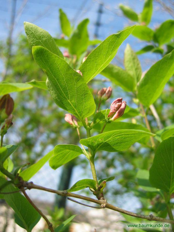 Rote Heckenkirsche / Lonicera xylosteum / Blüten kurz vor dem Öffnen Familie: Caprifoliaceae