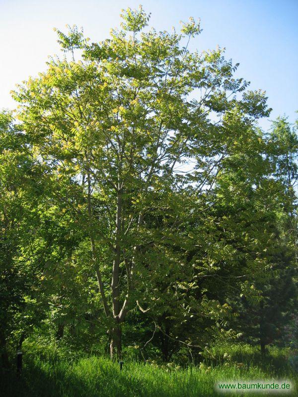 Surenbaum / Toona sinensis / Habitus Familie: Meliaceae