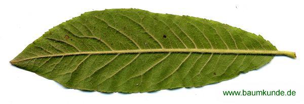 Mispel / Mespilus germanica / Blatt / Blattunterseite Familie: Rosaceae