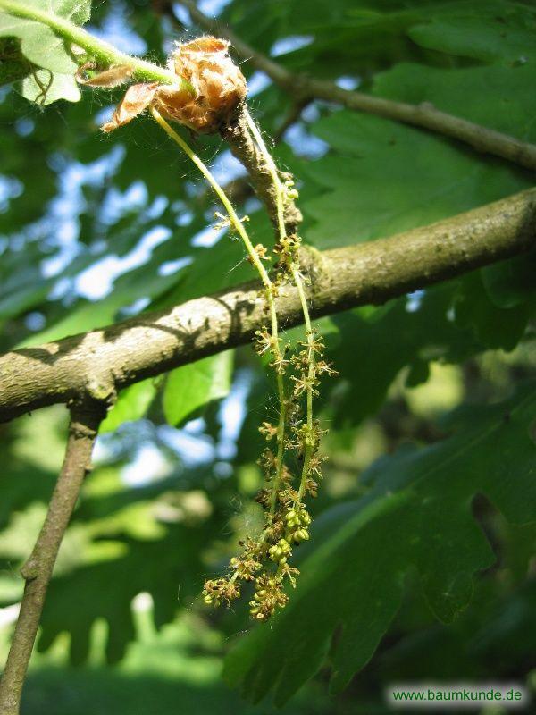 Ungarische Eiche / Quercus frainetto / Blüten Familie: Fagaceae