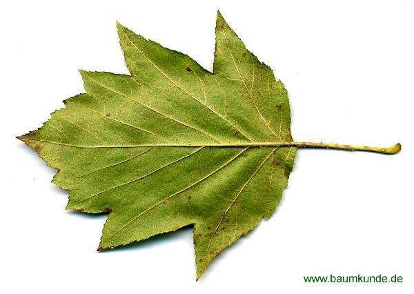 Elsbeere / Sorbus torminalis / Blatt / Blattunterseite Familie: Rosaceae