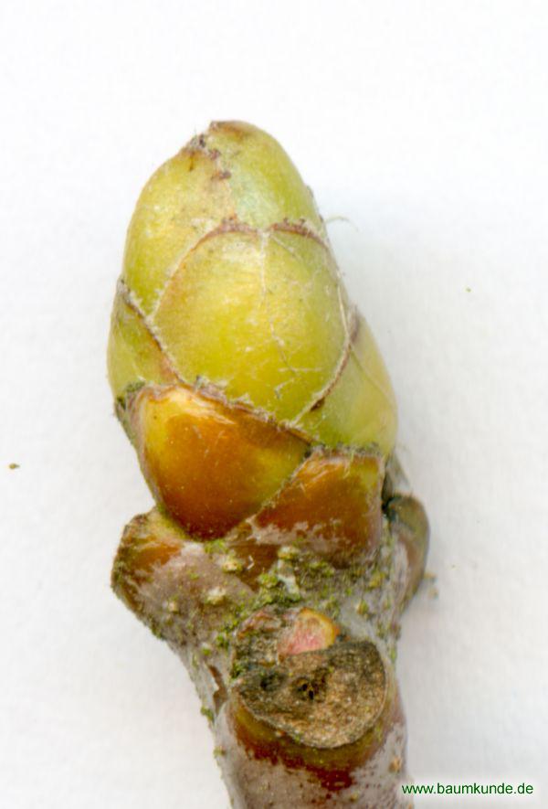 Elsbeere / Sorbus torminalis / Knospe Familie: Rosaceae