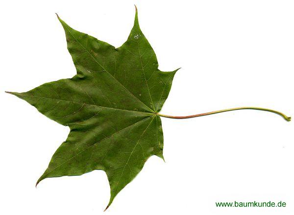 Kolchischer Ahorn / Acer cappadocicum / Blatt / Blattoberseite Familie: Sapindaceae