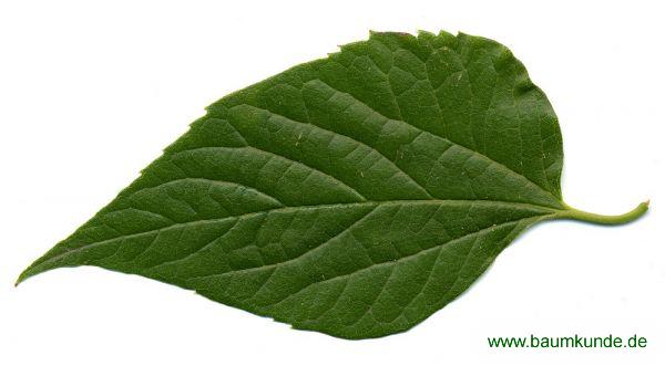 Westlicher Zürgelbaum / Celtis occidentalis / Blatt / Blattoberseite Familie: Cannabaceae