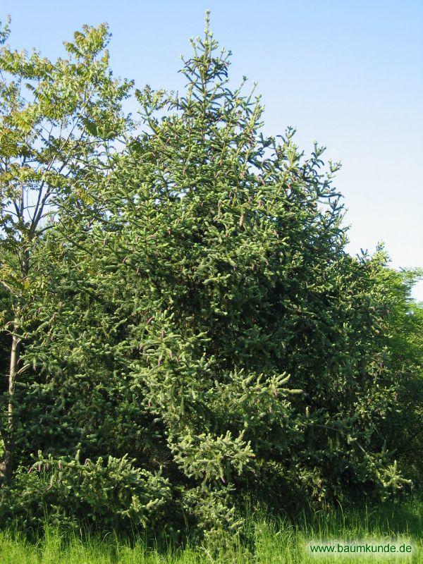 Borsten-Fichte / Picea asperata / Habitus Familie: Pinaceae