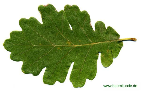 Flaum-Eiche / Quercus pubescens / Blatt / Blattoberseite Familie: Fagaceae