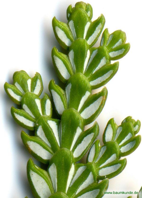 Hiba-Lebensbaum / Thujopsis dolabrata / Schuppen Rückseite Familie: Cupressaceae