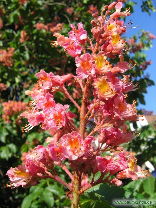 Rotblühende Rosskastanie / Aesculus x carnea / Blüten Familie: Sapindaceae