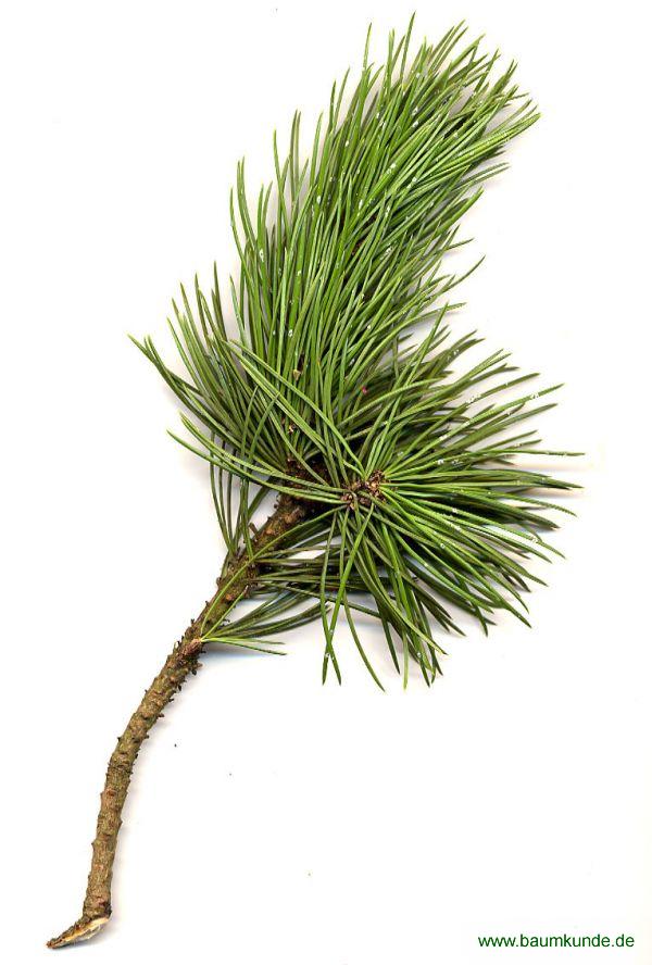 Grannen-Kiefer / Pinus aristata / Zweig Familie: Pinaceae