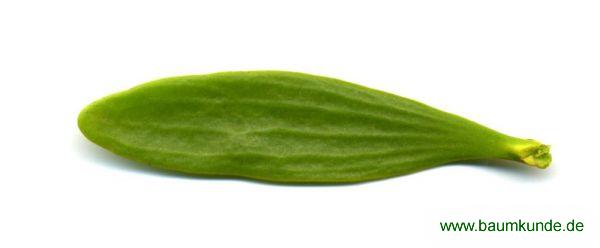 Mistel / Viscum album / Blatt / Blattoberseite Familie: Viscaceae