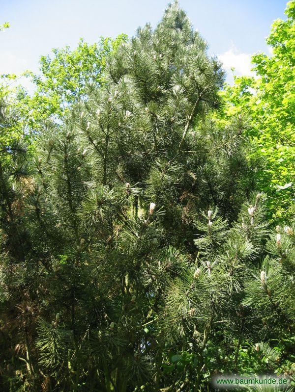 Schlangenhaut-Kiefer / Pinus leucodermis / Habitus Familie: Pinaceae