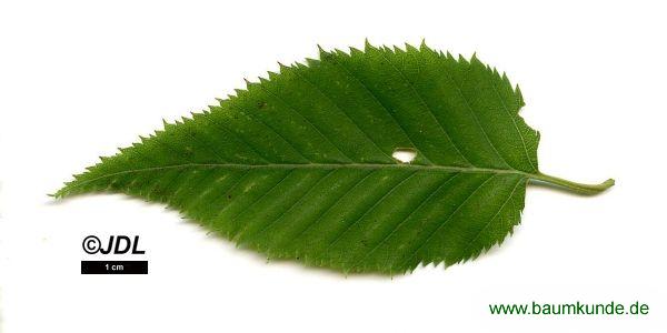 Gerippte Birke / Betula costata / Blatt / Blattoberseite Familie: Betulaceae