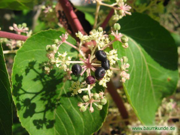 Japanischer Angelikabaum / Aralia elata / Früchte Familie: Araliaceae