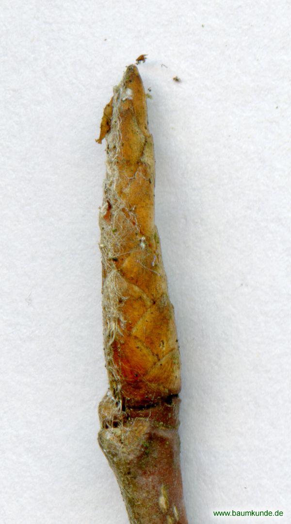 Orient-Buche / Fagus orientalis / Knospe Familie: Fagaceae