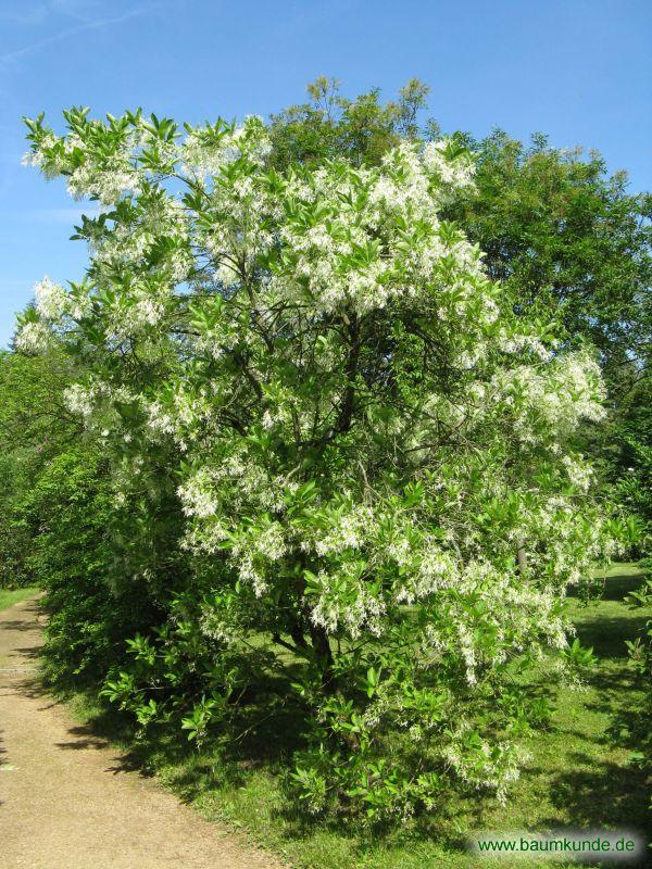 Virginischer Schneeflockenstrauch / Chionanthus virginicus / Habitus Familie: Oleaceae