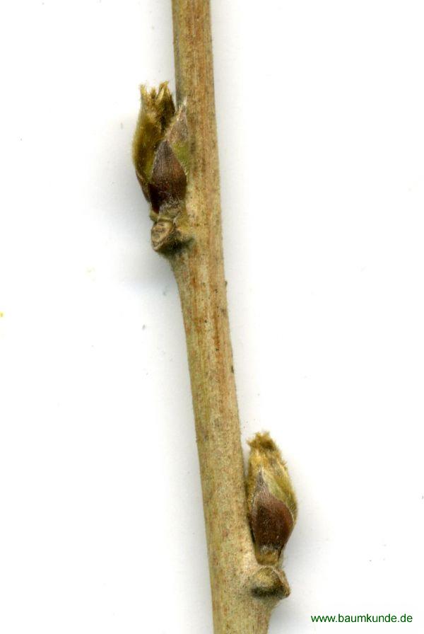 Chinesischer Blauregen, Glyzine / Wisteria sinensis / Knospe Familie: Fabaceae