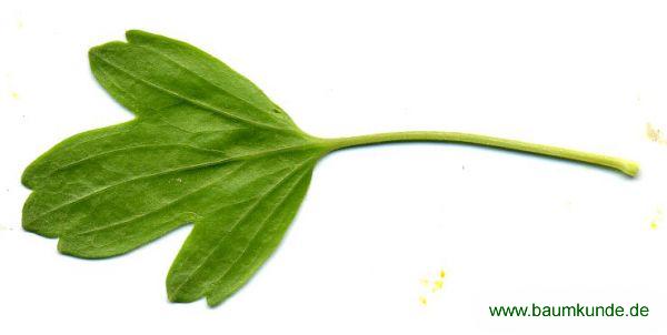 Gold-Johannisbeere / Ribes aureum / Blatt / Blattunterseite Familie: Grossulariaceae