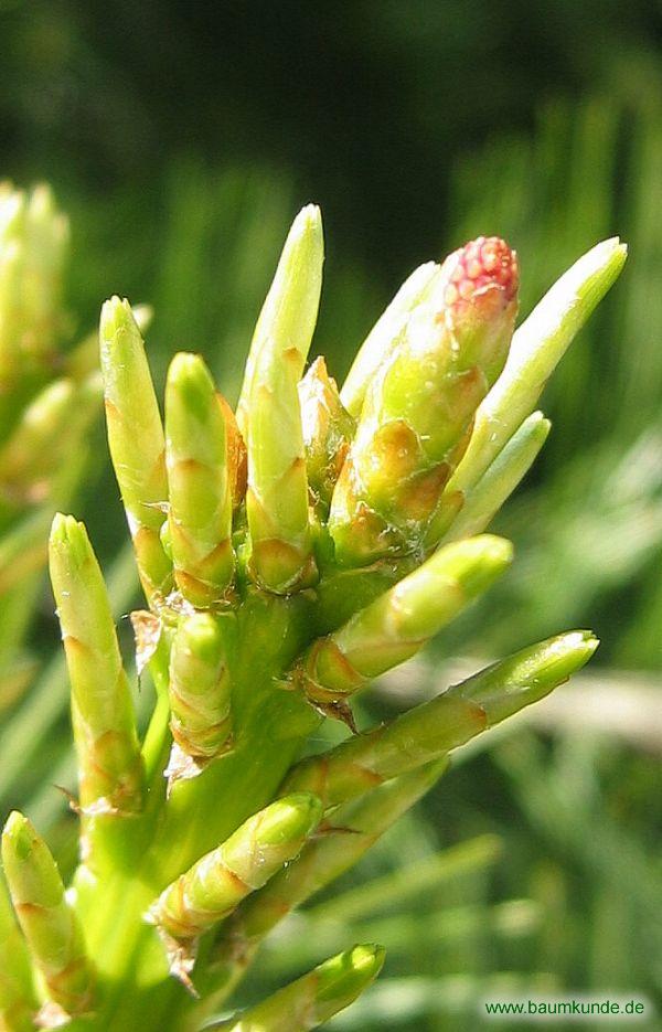 Davids-Kiefer / Pinus armandii / weibliche Blüte Familie: Pinaceae