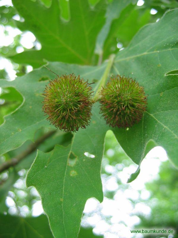 Morgenländische Platane / Platanus orientalis / Früchte Familie: Platanaceae