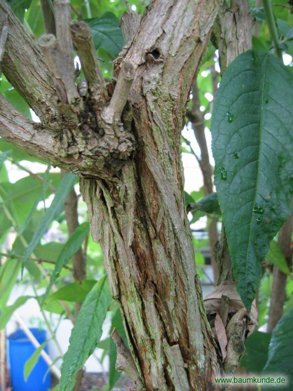 Gewöhnlicher Sommerflieder / Buddleja davidii / Borke Familie: Scrophulariaceae