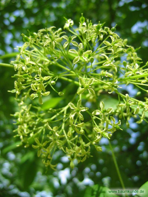 Kleeulme / Ptelea trifoliata / Blüten Familie: Rutaceae