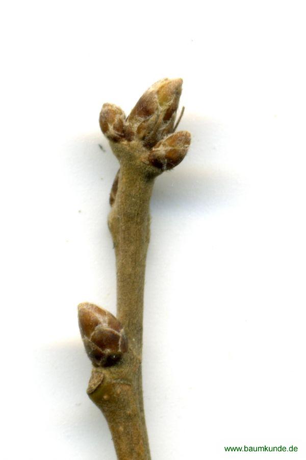 Seidenraupen-Eiche / Quercus acutissima / Endknospe Familie: Fagaceae