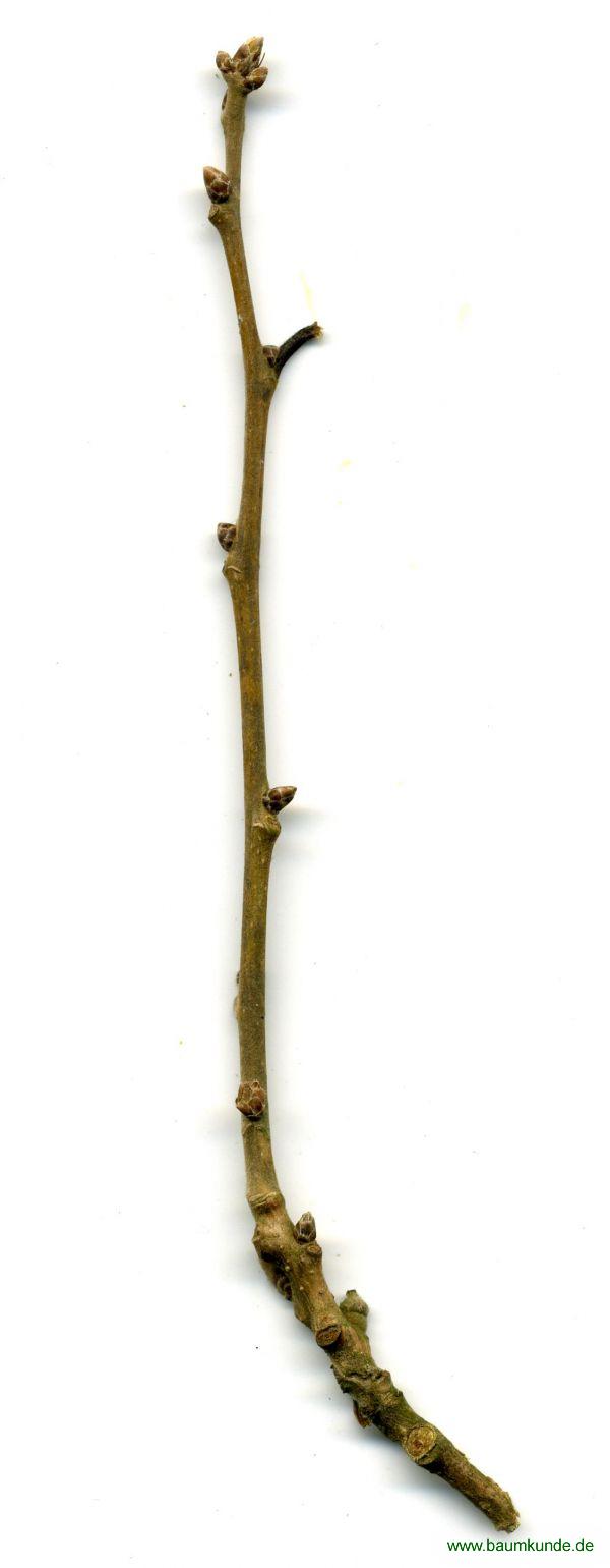 Seidenraupen-Eiche / Quercus acutissima / Zweig Familie: Fagaceae