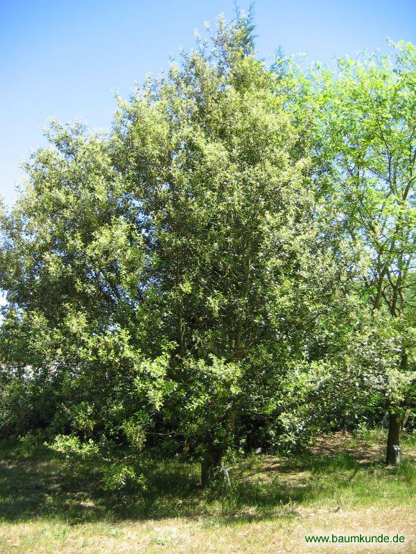 Stein-Eiche / Quercus ilex / Habitus Familie: Fagaceae