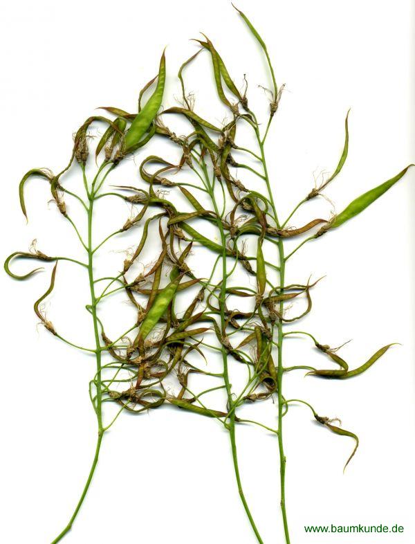 Amerikanisches Gelbholz / Cladrastis kentukea / Früchte Familie: Fabaceae