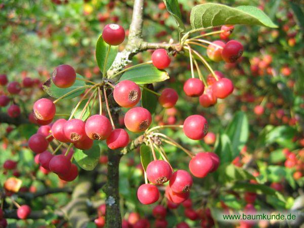 Sargents Apfel / Malus sargentii / Früchte Familie: Rosaceae