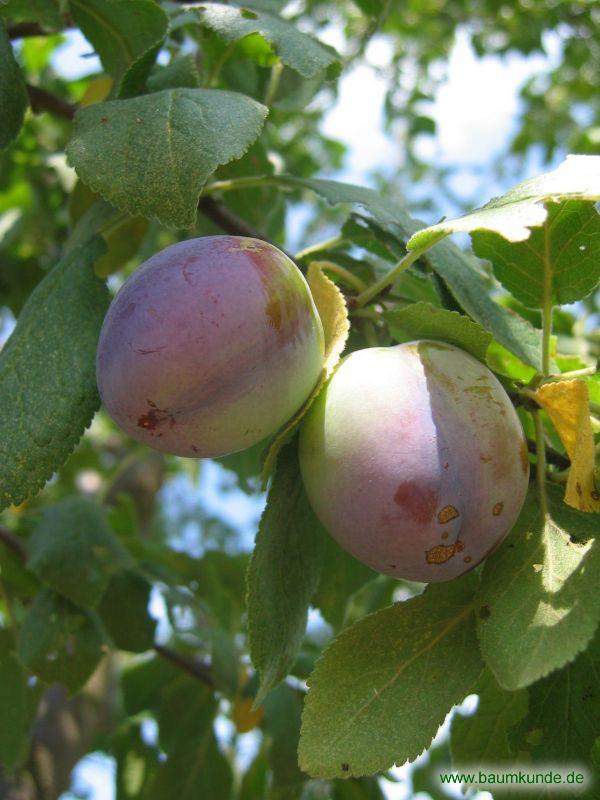 Zwetschge / Prunus domestica subsp. domestica / Früchte Familie: Rosaceae