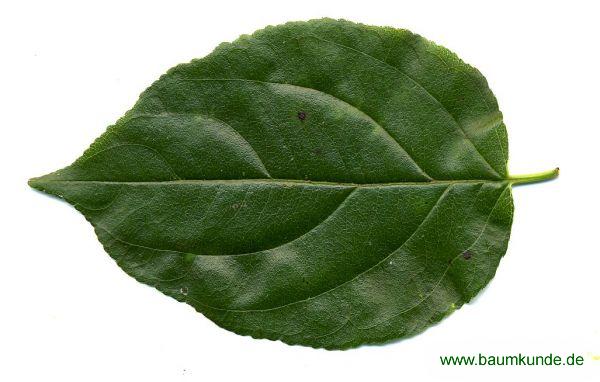 Felsen-Kreuzdorn / Rhamnus saxatilis / Blatt / Blattoberseite Familie: Rhamnaceae