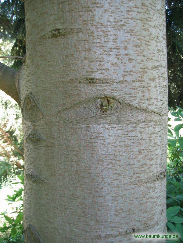 Kleinasiatische Tanne / Abies equi-trojani / Borke Familie: Pinaceae