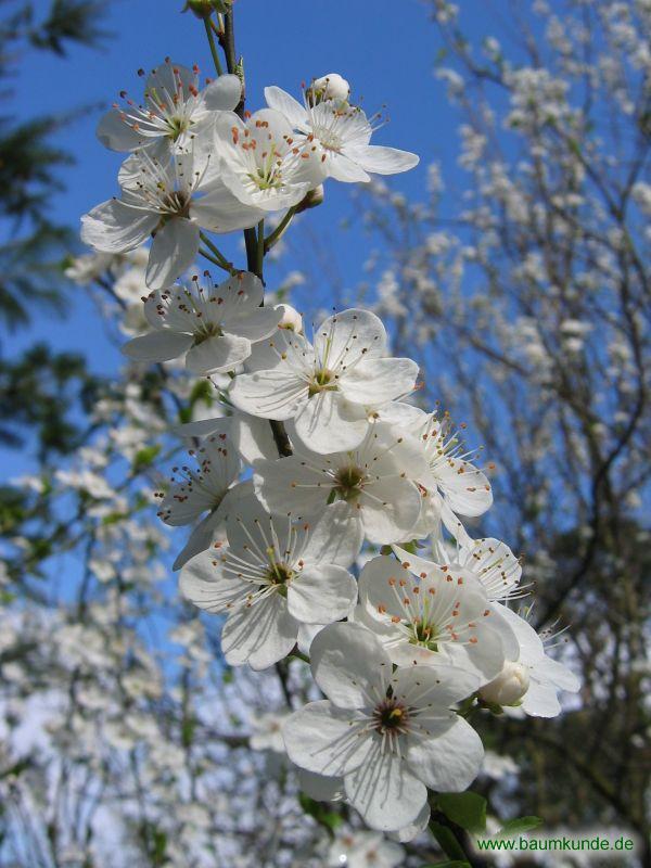 Kirschpflaume / Prunus cerasifera / Blüten Familie: Rosaceae