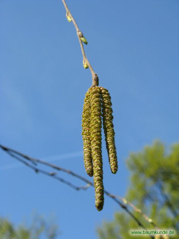 Schwarz-Birke / Betula nigra / männliche Blüten Familie: Betulaceae
