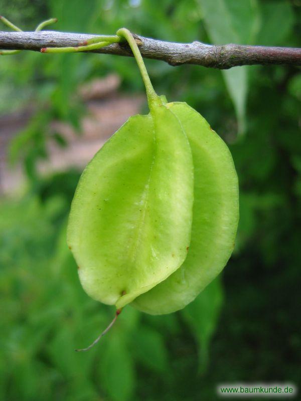 Berg-Schneeglöckchenbaum / Halesia monticola / Früchte Familie: Styracaceae