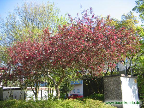 Purpur-Apfel / Malus x purpurea / Habitus Familie: Rosaceae