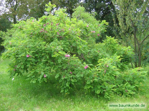 Borstige Robinie / Robinia hispida / Habitus Familie: Fabaceae