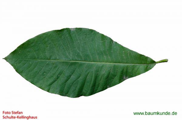 Schirm-Magnolie / Magnolia tripetala / Blatt / Blattoberseite Familie: Magnoliaceae