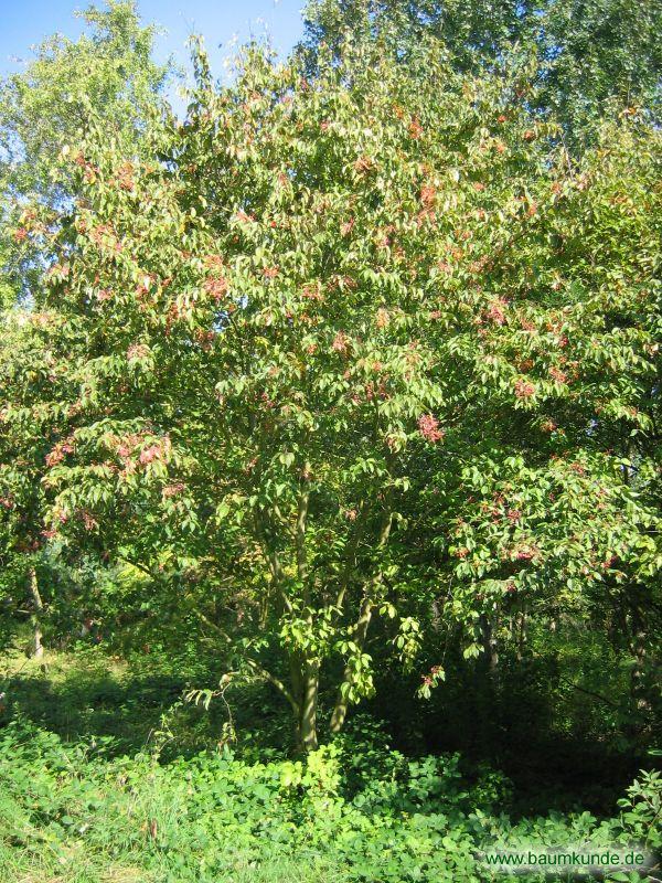 Erlenblättrige Mehlbeere / Sorbus alnifolia / Habitus Familie: Rosaceae