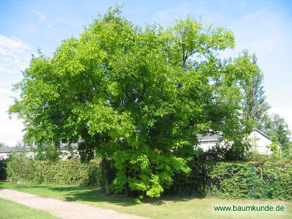 Baum Und Strauch Bestimmung