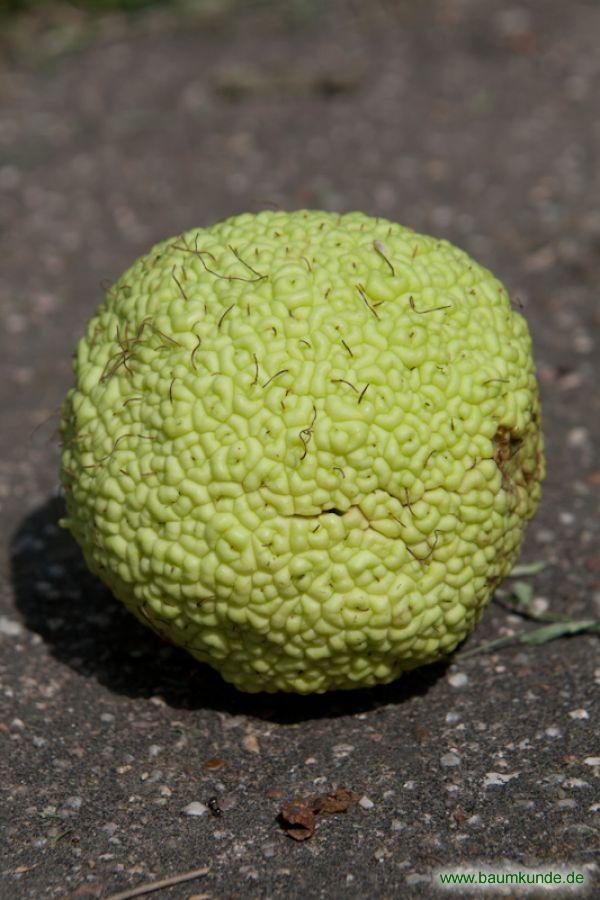 Osagedorn / Maclura pomifera / Früchte Familie: Moraceae