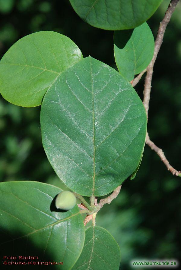 Sommer-Magnolie / Magnolia sieboldii / Zweig Familie: Magnoliaceae