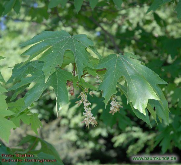 Oregon-Ahorn / Acer macrophyllum / Blatt am Zweig Familie: Sapindaceae